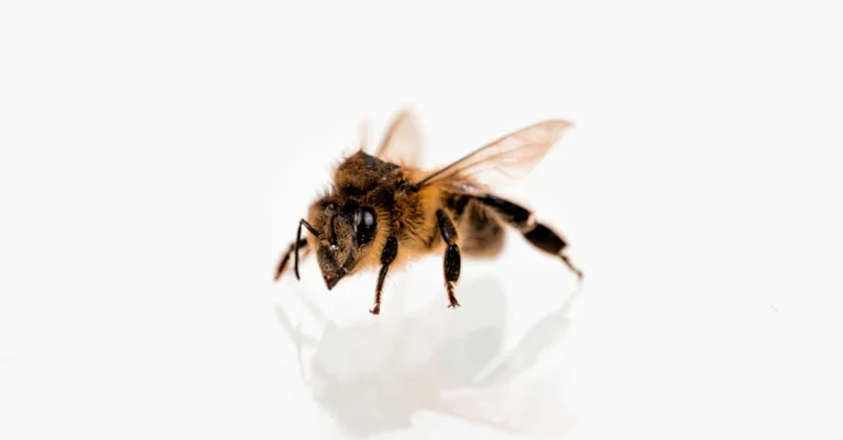 découvrez notre crème au venin d'abeille, un soin naturel aux propriétés apaisantes et revitalisantes pour une peau éclatante et régénérée.