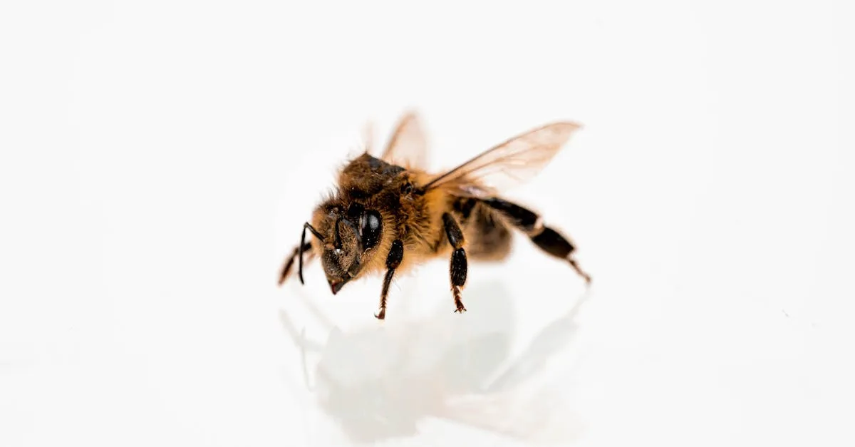 découvrez notre crème au venin d'abeille, un soin naturel aux propriétés apaisantes et revitalisantes pour une peau éclatante et régénérée.