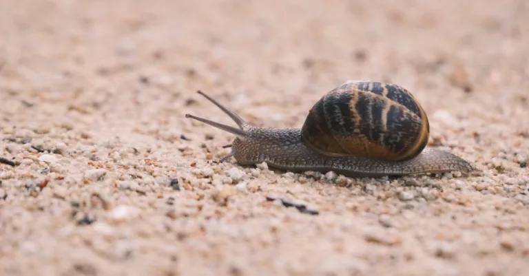découvrez les risques liés à l'utilisation de la bave d'escargot en cosmétique : potentiels effets secondaires et précautions à prendre.