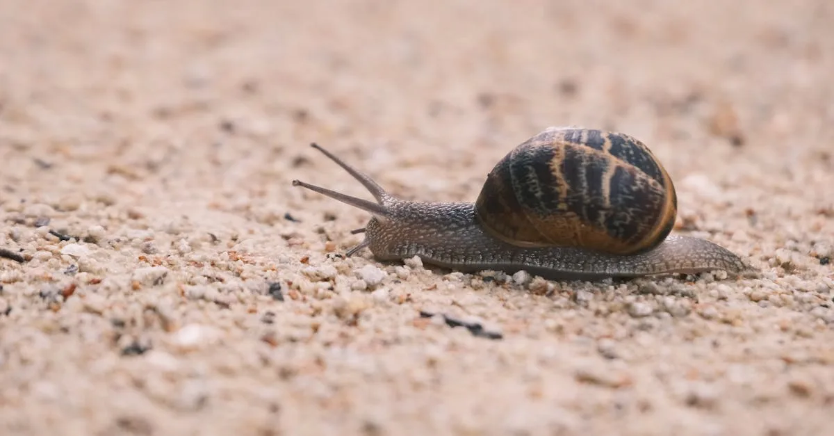 découvrez les risques liés à l'utilisation de la bave d'escargot en cosmétique : potentiels effets secondaires et précautions à prendre.