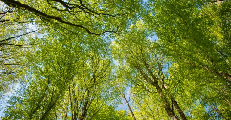 découvrez les réglementations environnementales essentielles visant à protéger la nature et assurer un développement durable. comprenez les lois, normes et obligations pour un impact écologique réduit.