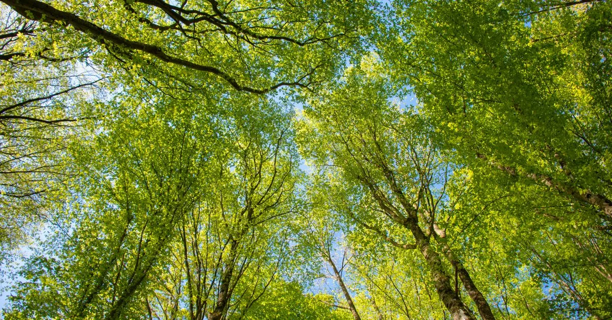 découvrez les réglementations environnementales essentielles visant à protéger la nature et assurer un développement durable. comprenez les lois, normes et obligations pour un impact écologique réduit.