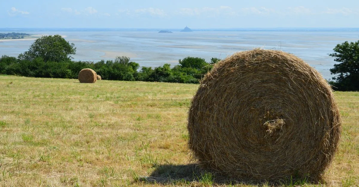 découvrez la gastronomie normande, un voyage savoureux à travers les spécialités et les produits du terroir de normandie.