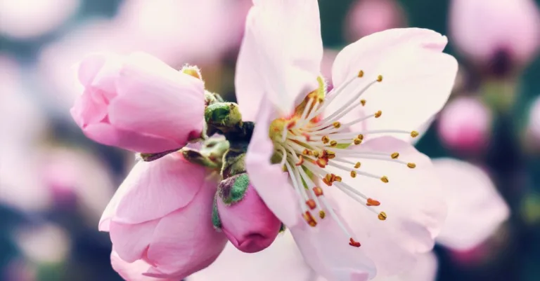 découvrez la signification du tatouage fleur de cerisier, un symbole de beauté éphémère, de renouveau et de délicatesse dans la culture japonaise.
