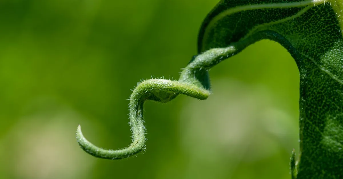 découvrez la signification de 'clinging' et ses usages en français, ainsi que des exemples pour mieux comprendre ce terme.
