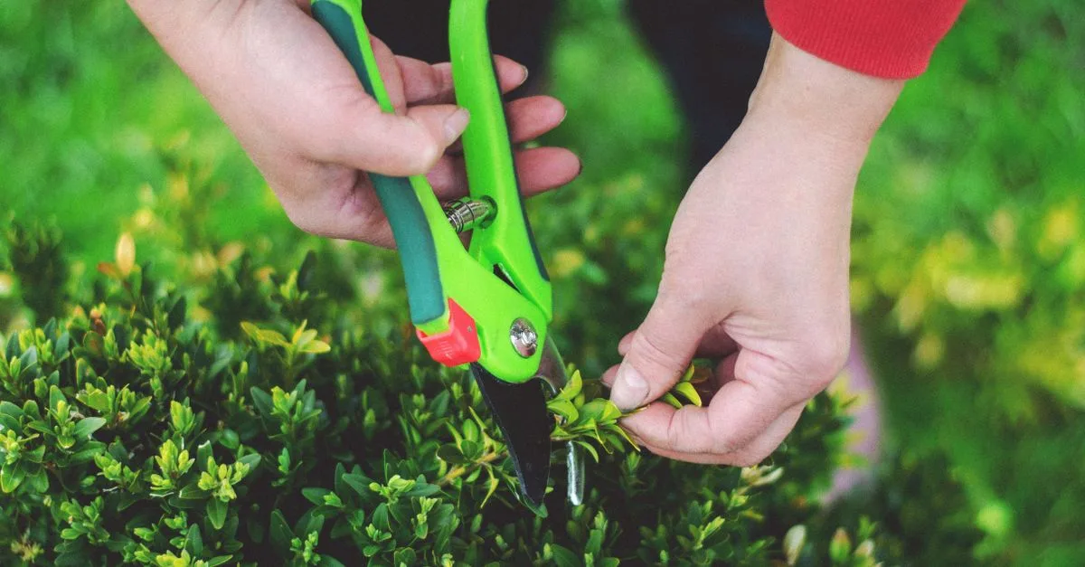 découvrez les meilleures techniques d'élagage pour entretenir vos arbres et arbustes afin de favoriser une croissance saine et esthétique.