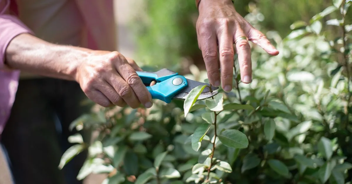 découvrez les meilleures techniques d'élagage pour entretenir vos arbres et arbustes, favoriser leur croissance et améliorer la santé de votre jardin.